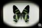 Preview: Alcides orontes (12254) a butterfly from Indonesia | Taxidermy | Butterflies