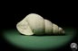 Preview: Bourguetia striata (12308) a snail from Germany | Fossils | Snails