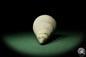 Preview: Bourguetia striata (12308) a snail from Germany | Fossils | Snails