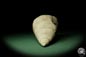 Preview: Bourguetia striata (12311) a snail from Germany | Fossils | Snails