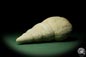 Preview: Bourguetia striata (12312) a snail from Germany | Fossils | Snails