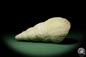 Preview: Bourguetia striata (12312) a snail from Germany | Fossils | Snails