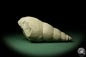 Preview: Bourguetia striata (12312) a snail from Germany | Fossils | Snails