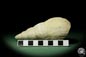 Preview: Bourguetia striata (12312) a snail from Germany | Fossils | Snails