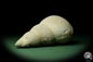 Preview: Bourguetia striata (12314) a snail from Germany | Fossils | Snails