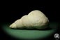 Preview: Bourguetia striata (12314) a snail from Germany | Fossils | Snails