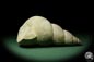 Preview: Bourguetia striata (12314) a snail from Germany | Fossils | Snails