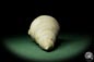 Preview: Bourguetia striata (12314) a snail from Germany | Fossils | Snails