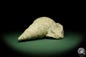 Preview: Bourguetia striata (12323) a snail from Germany | Fossils | Snails