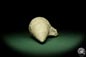 Preview: Bourguetia striata (12323) a snail from Germany | Fossils | Snails