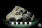 Preview: Platyclymenia spec. & Imitoceras spec. & Goniatitidae ssp. (12345) a cephalopod from Morocco | Fossils | Cephalopods