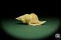 Preview: Distorsio reticularis (12509) a snail from Philippines | Conchylia | Snails