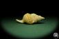 Preview: Distorsio reticularis (12509) a snail from Philippines | Conchylia | Snails