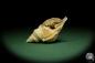 Preview: Distorsio reticularis (12511) a snail from Philippines | Conchylia | Snails