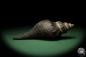 Preview: Pugilina morio (12543) a snail from Central Africa | Conchylia | Snails