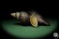 Preview: Pugilina morio (12543) a snail from Central Africa | Conchylia | Snails