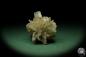 Preview: Gypsum XX (12577) a mineral from Germany | Minerals | From Germany