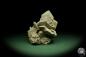 Preview: Gypsum XX (12623) a mineral from Mexico | Minerals | Global