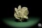 Preview: Gypsum XX (12623) a mineral from Mexico | Minerals | Global