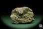 Preview: Pterospirifer alatus (12705) a shell from Germany | Fossils | Shells & Brachiopods