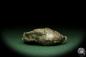 Preview: Pterospirifer alatus (12705) a shell from Germany | Fossils | Shells & Brachiopods