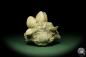 Preview: Glycymeris spec. (12723) a shell from Italy | Fossils | Shells & Brachiopods