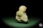 Preview: Glycymeris spec. (12723) a shell from Italy | Fossils | Shells & Brachiopods