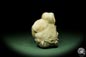 Preview: Glycymeris spec. (12724) a shell from Italy | Fossils | Shells & Brachiopods