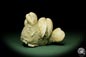 Preview: Glycymeris spec. (12724) a shell from Italy | Fossils | Shells & Brachiopods