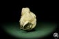 Preview: Glycymeris spec. (12724) a shell from Italy | Fossils | Shells & Brachiopods