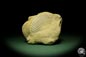 Preview: Pecten cf. jacobaeus & Balanus spec. (12725) a shell from Italien | Fossils | Shells & Brachiopods