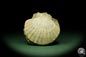 Preview: Pecten spec. (12726) a shell from Italy | Fossils | Shells & Brachiopods