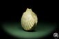 Preview: Pecten spec. (12726) a shell from Italy | Fossils | Shells & Brachiopods