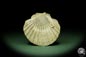 Preview: Pecten spec. (12726) a shell from Italy | Fossils | Shells & Brachiopods