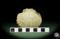 Preview: Pecten spec. (12726) a shell from Italy | Fossils | Shells & Brachiopods