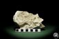 Preview: Mammalia (12731) a vertebrate from Germany | Fossils | Vertebrates