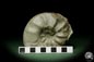 Preview: Ceratites evolutus with Placunopsis ostracina (12746) a cephalopod from Germany | Fossils | Cephalopods