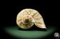 Preview: Cymbiola nobilis (12790) a snail from Vietnam | Conchylia | Snails