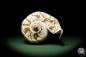 Preview: Cymbiola nobilis (12793) a snail from Vietnam | Conchylia | Snails