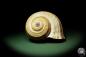 Preview: Tonna zonata (12809) a snail from Philippines | Conchylia | Snails