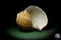 Preview: Tonna zonata (12809) a snail from Philippines | Conchylia | Snails