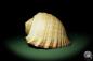 Preview: Tonna zonata (12810) a snail from Philippines | Conchylia | Snails