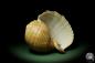 Preview: Tonna zonata (12810) a snail from Philippines | Conchylia | Snails