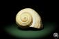 Preview: Tonna zonata (12813) a snail from Philippines | Conchylia | Snails