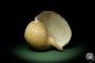 Preview: Tonna zonata (12813) a snail from Philippines | Conchylia | Snails