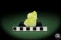 Preview: Brucite XX (12858) a mineral from Pakistan | Minerals | Global