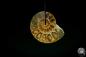 Preview: Desmoceras spec. (13075) a gem from fossils from East Africa | Nature jewelry | From Fossils