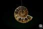 Preview: Desmoceras spec. (13080) a gem from fossils from East Africa | Nature jewelry | From Fossils