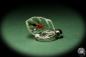 Preview: Dysdercus spec. (13655) a gem from Acrylic from Southeast Asia | Nature jewelry | From Acrylic