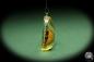 Preview: Alleculinae ssp. (13825) a gem from Acrylic from China | Nature jewelry | From Acrylic